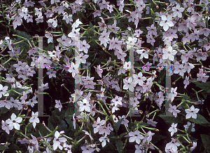 Picture of Nicotiana x sanderae 'Avalon Salmon'