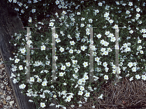 Picture of Nierembergia hippomanica 'Mont Blanc'