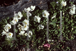 Picture of Nierembergia repens 