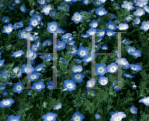 Picture of Nemophila menziesii 