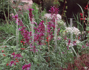 Picture of Agastache  'Tutti Fruitti'