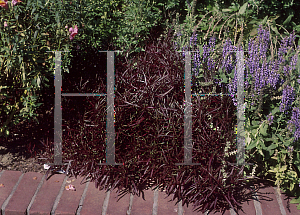 Picture of Alternanthera  'Red Threads'