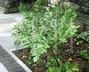 Picture of Amorphophallus rivieri 'Konjac'