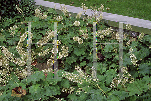 Picture of Heuchera villosa 'Autumn Bride'