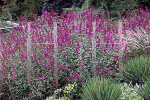 Picture of Agastache cana 