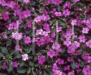 Picture of Impatiens walleriana 'Pixie Pink Bicolor'