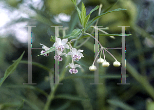 Picture of Asclepias physocarpa 