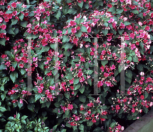 Picture of Impatiens walleriana 'Mini Red'