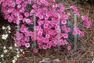 Picture of Dianthus alpinus 'Pixie Star'