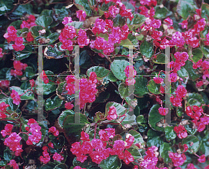 Picture of Begonia semperflorens-cultorum hybrids 'Doublet Red'