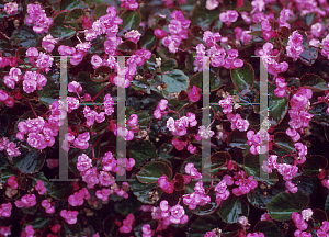 Picture of Begonia semperflorens-cultorum hybrids 'Doublet Rose'