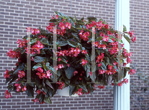 Picture of Begonia coccinea hybrids 'Dragon Wing Red'