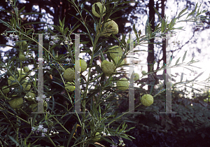 Picture of Asclepias physocarpa 