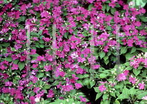 Picture of Impatiens walleriana 'Mini Lavender'