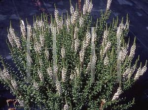 Picture of Angelonia angustifolia 'White Improved'