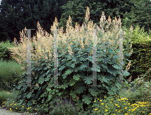 Picture of Macleaya cordata 