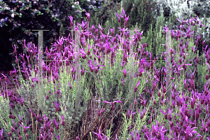 Picture of Lavandula stoechas ssp. pedunculata 