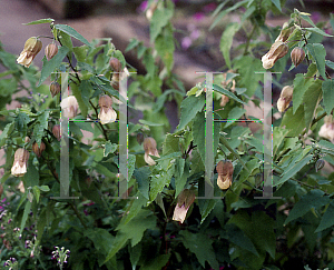 Picture of Abutilon megapotamicum 'Melon Delight'