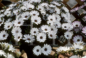 Picture of Osteospermum  'Sunscape Beira'