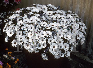 Picture of Osteospermum  'Sunscape Brightside'