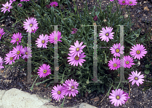 Picture of Osteospermum  'Blackthorn Seedling'