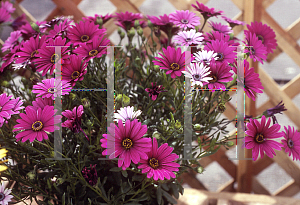 Picture of Osteospermum  'Sunscape Bamba'