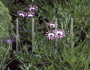 Picture of Osteospermum  'Cannington John'