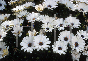 Picture of Osteospermum  'Durban'