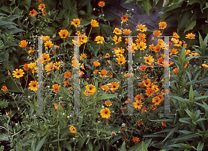 Picture of Osteospermum hyoseroides 'Gaity Orange'