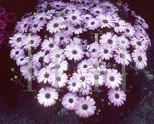 Picture of Osteospermum  'Sunscape Highside'