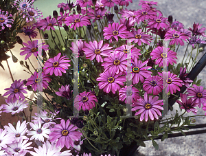 Picture of Osteospermum  'Ingrid'