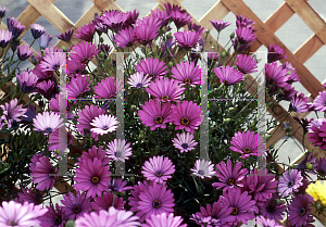 Picture of Osteospermum  'Lusaka'