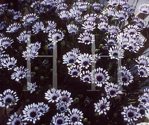 Picture of Osteospermum  'Sunscape Nasinja White'