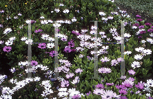 Picture of Osteospermum  'Passion Mix'