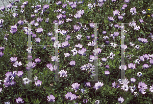 Picture of Osteospermum  'Purple Flash'