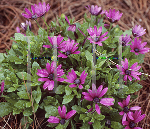 Picture of Osteospermum  'Sakata Purple'