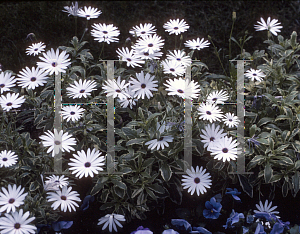 Picture of Osteospermum  'Sparkler'