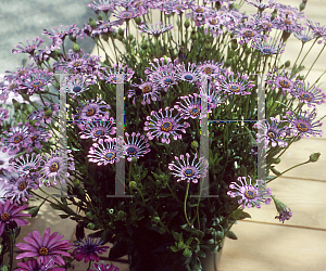 Picture of Osteospermum  'Sonja'