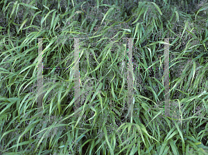 Picture of Panicum virgatum 'Dallas Blues'