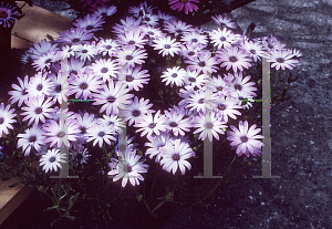 Picture of Osteospermum  'Silvia'