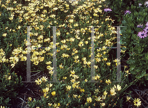 Picture of Osteospermum  'Seikilrem (Lemon Symphony)'