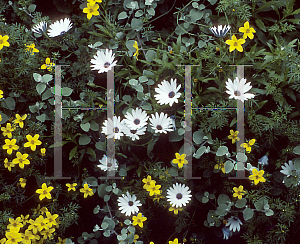 Picture of Osteospermum  'White Flash'