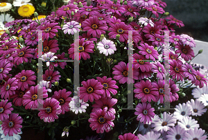 Picture of Osteospermum  'Sunscape Wildside'