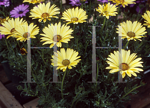 Picture of Osteospermum  'Zulu'