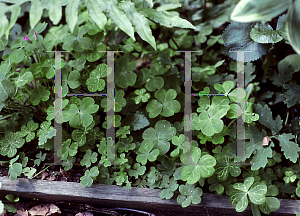 Picture of Oxalis  'Gold Net'