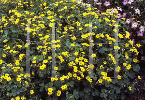 Picture of Oxalis valdiviensis 'Lucky Gold'