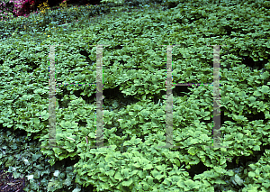 Picture of Pachysandra procumbens 