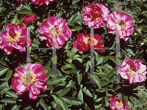 Picture of Paeonia  'Crusades'