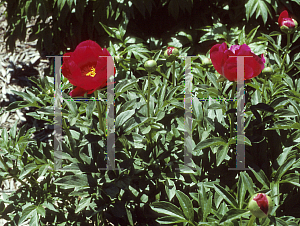 Picture of Paeonia  'Montezuma'