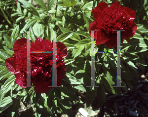 Picture of Paeonia  'Red Charm'